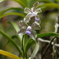 Vanda tessellata (Roxb.) Hook. ex G.Don
